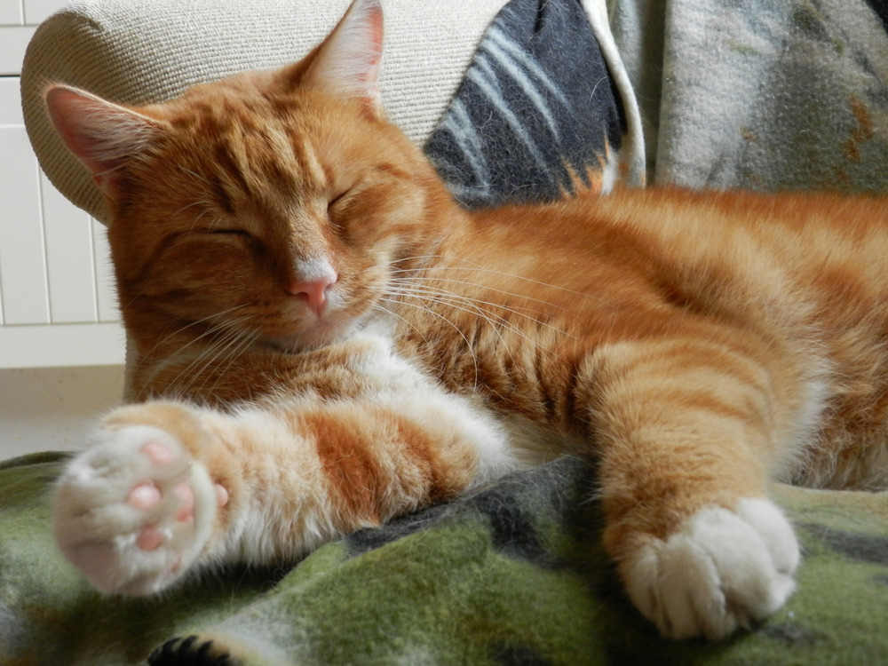 Obesitas bij katten: de oorzaak en voeder oplossing.