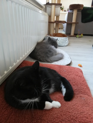 Stress verminderen bij katten door reorganisatie in het gezin. Onze 3 katten op een rij. De rust is weergekeerd.
